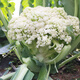 密之藍(lán)天菜花約500g農(nóng)家新鮮蔬菜脆嫩花菜 500g