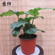 意軒室內綠植花卉盆栽室內孔雀竹芋 貓眼彩虹綠植盆栽四季常青植物 蘋(píng)果竹芋約30厘米帶盆帶土
