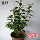 含笑苗 芳香花卉盆栽苗 含笑樹(shù)苗 陽(yáng)臺庭院室內 辦公室盆栽濃香綠植清香木盆栽 常春藤綠植 2年苗【少量開(kāi)花】