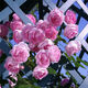 薔薇花苗盆栽庭院陽(yáng)臺爬藤植物薔薇花苗帶營(yíng)養杯帶原土發(fā) 梅肯薔薇 三年苗