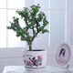 家中有果桌面花卉綠植盆栽 造型盆景 金枝玉葉  多肉植物盆景 陶瓷+金枝玉葉樹形 不含盆