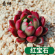意軒多肉植物多肉24款肉肉植物DIY室內盆栽綠植花卉組合辦公室 紅寶石/3-5cm 不含盆