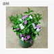 意軒茉莉花雙色陽(yáng)臺室內茉莉花苗鴛鴦茉莉芳香植物綠植盆栽 雙色茉莉3年苗