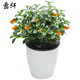 意軒金魚花吊蘭杜鵑花盆栽花卉室內(nèi)綠植辦公室盆栽盆景綠色植物吊蘭 金魚吊蘭含黑白懶人盆