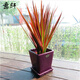 意軒  七彩鐵五彩龍血樹(shù)紅竹盆栽觀(guān)葉花植物樹(shù)苗大型室內綠植 一盆1棵25-30左右高度