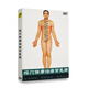 中醫按摩經(jīng)穴按摩治療常見(jiàn)病教學(xué)視頻教材DVD碟片光盤(pán)