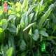 一播大地 菊苣種子 肥豬菜種子 菊苣牧草種子 苦荬賣菜雞鴨鵝魚兔愛吃黑麥草 菊苣種子凈籽一斤