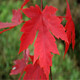 百芳緣 嫁接紅楓樹(shù)苗紅舞姬 庭院 公園 工程 綠化苗木盆栽花卉 地栽花卉 美國紅楓50-60厘米高