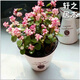 家中有果桌面花卉綠植盆栽雅樂(lè )之舞金枝玉多肉植物盆景 雅+陶瓷花盆 含盆