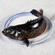 海鮮頌冷凍石斑魚(yú)龍膽石斑魚(yú)海魚(yú)海鮮水產(chǎn)魚(yú)類(lèi)火鍋食材清蒸年夜飯龍躉魚(yú) 1條700-1000g/條