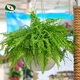 沃繡 常青綠植盆栽盆景 新房裝修辦公家居展覽擺放陽(yáng)臺庭院懸掛吊蘭植物 波斯頓蕨1束 不含盆
