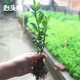 心頭肉 小葉瓜子黃楊庭院綠化苗木 樹(shù)苗 四季常綠庭院綠化植物 綠籬樹(shù)種 冬青 10-20厘米高【50棵】