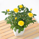 御春閣 帶花苞 歐洲 微型 花卉玫瑰 花盆栽室內陽(yáng)臺盆栽 玫瑰花苗  黃色玫瑰3-4棵裝（原盆原土發(fā)貨）
