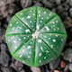 若綠 多肉 盆栽綠植組合白牡丹觀(guān)音蓮辦公室桌面迷你多肉小盆景盆 星球 裸根不含盆