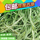 烘干提摩西草 兔子龍貓?zhí)祗檬竽敛?超軟香綠 500克