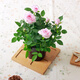 御春閣 帶花苞 歐洲 微型 花卉玫瑰 花盆栽室內陽(yáng)臺盆栽 玫瑰花苗  粉色玫瑰3-4棵裝帶花苞（原盆原土發(fā)貨）