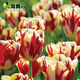 心頭肉 郁金香種球 大球根 盆栽室內花卉種子觀(guān)花郁金香花球 布蘭達火焰