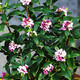 醉花春 金邊瑞香  室內(nèi)盆栽地栽綠植花卉   耐寒盆景  花期超長帶花苞 3年金邊瑞香當(dāng)年開花 不含盆