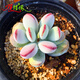 花絡(luò)閣盆栽花卉達(dá)摩 乒乓福娘多肉植物組合盆栽綠植萌肉肉花辦公室盆景 乒乓