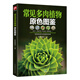 常見多肉植物原色圖鑒