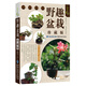 綠指環(huán)生活書系：野趣盆栽（珍藏版）