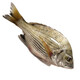 蟹愛(ài) 冰鮮東海海捕新鮮海鯽魚(yú)海魚(yú)黃翅魚(yú) 1000g  2-8條 袋裝
