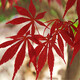 百芳緣 嫁接紅楓樹(shù)苗紅舞姬 庭院 公園 工程 綠化苗木盆栽花卉 地栽花卉 日本紅楓40-50厘米高