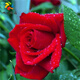 旭力 玫瑰大花苗四季開(kāi)花大花綠植物盆栽花卉觀(guān)花庭院陽(yáng)臺月季 紅色佳人