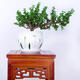 家中有果桌面花卉綠植盆栽 造型盆景 金枝玉葉  多肉植物盆景 竹葉陶瓷盆含金枝玉葉 不含盆