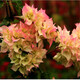 百芳緣三角梅樹(shù)苗花卉四季開(kāi)花重瓣綠化攀緣植物盆景精品盆栽地栽葉子花 三色定巾 3年 苗