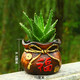 若綠 不夜城蘆薈 多肉植物盆栽套裝 室內桌面綠植 不夜城蘆薈+福袋
