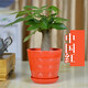 若綠發(fā)財樹(shù)室內桌面植物小型盆栽盆景 辦公室觀(guān)葉綠植源頭直發(fā)包郵 獨桿發(fā)財樹(shù) 紅色盆