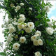 薔薇花苗盆栽庭院陽(yáng)臺爬藤植物薔薇花苗帶營(yíng)養杯帶原土發(fā) 白星薔薇 三年苗