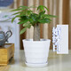 若綠發(fā)財樹(shù)室內桌面植物小型盆栽盆景 辦公室觀(guān)葉綠植源頭直發(fā)包郵 獨桿發(fā)財樹(shù) 白色盆