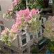百芳緣三角梅樹(shù)苗花卉四季開(kāi)花重瓣綠化攀緣植物盆景精品盆栽地栽葉子花 芙蓉 6年苗枝葉茂盛推薦購買(mǎi)