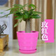若綠發(fā)財樹(shù)室內桌面植物小型盆栽盆景 辦公室觀(guān)葉綠植源頭直發(fā)包郵 獨桿發(fā)財樹(shù) 玫紅色盆