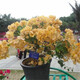 百芳緣三角梅樹(shù)苗花卉四季開(kāi)花重瓣綠化攀緣植物盆景精品盆栽地栽葉子花 小菊 3年 苗