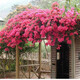 百芳緣三角梅樹(shù)苗花卉四季開(kāi)花重瓣綠化攀緣植物盆景精品盆栽地栽葉子花 重版棗紅 6年苗枝葉茂盛推薦購買(mǎi)