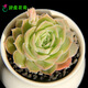迎虞花苑多肉植物陽(yáng)臺綠植盆栽 昂斯諾 單株