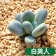 家中有果 迷你桌面 多肉植物 裸根多肉  綠植花卉 盆栽LG2 白美人/2-3cm 不含盆