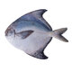 海鮮頌 東山島大斗鯧魚 深海捕撈 海鮮水產(chǎn) 魚類 (500-600)g/條