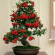 御春閣 帶果子發(fā)貨 火棘苗 火棘樹(shù)苗 沙棘盆景盆栽樹(shù)樁 觀(guān)果陽(yáng)庭院植物 4年苗(當年結果)帶土球發(fā)