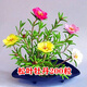 納格蘭 花種子套餐室內陽(yáng)臺盆栽綠植物庭院花卉花草種子 松葉牡丹200粒