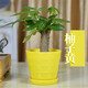 若綠發(fā)財樹(shù)室內桌面植物小型盆栽盆景 辦公室觀(guān)葉綠植源頭直發(fā)包郵 獨桿發(fā)財樹(shù) 黃色盆