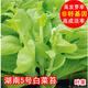 民匯園  湖南5號(hào)白菜苔種子 蔬菜種子早熟菜苔菜心適宜夏秋高溫季節(jié)栽培 湖南5號(hào)白菜苔500粒【加50克肥】