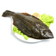 三座海 鴉片魚(yú) 600g-900g/條 煙臺本地牙片魚(yú)比目魚(yú)偏口魚(yú)整條海魚(yú)海鮮