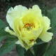 芍藥花苗 芍藥種根 芍藥花 盆栽芍藥苗  當(dāng)年開花 黃露臉 不含盆