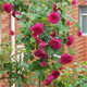 上客來(lái)歐月花苗藤本月季花苗爬藤月季庭院薔薇花苗玫瑰花苗盆栽花卉 莎士比亞 5年苗