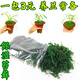 劉閣蘭花蘭花專(zhuān)用保濕水苔 美觀(guān)綠化苔蘚 養蘭花苗需備水草 綠植花卉盆景 蘭花專(zhuān)用保濕苔蘚，買(mǎi)10包送1包