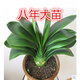 HUAHUIYOU精品花卉 君子蘭盆栽 各品系小苗 君子蘭苗盆栽君子蘭花苗 15-17片 不含盆